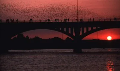 Congress Ave. Bats in Austin